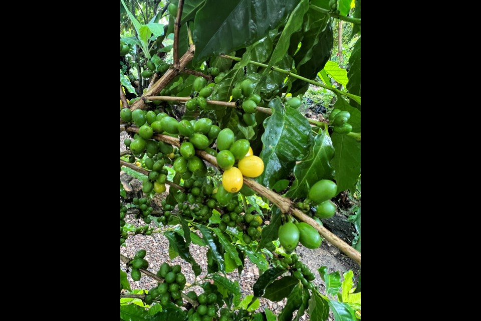 Local farmer James and his extended family of 25 grow a number of crops, including coffee, a relatively new crop, on a total of 25 acres. 