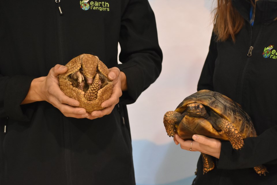 Millie the Armadillo, left, curls up in her signature ball in Brandon Wood’s hands while Benjamin the yellow-footed tortoise sat in Julia Evans’s hands.