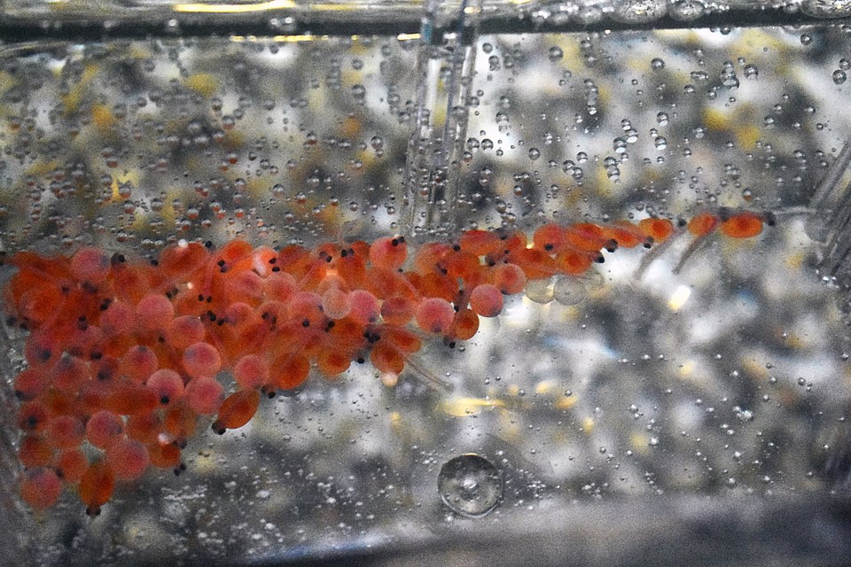 The rainbow trout eggs are expected to start hatching within the next few weeks. Currently, they just appear to be some orange spheres with some black spots for eyes.