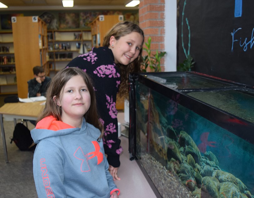 CCS Librarian Jennifer Bisschop said pretty much every student at the school has expressed interest in the FinS program, where the fish tank is set up in the library, including Grade 5 students Isabella Kondratoff (back) and Arielle Humeniuk.