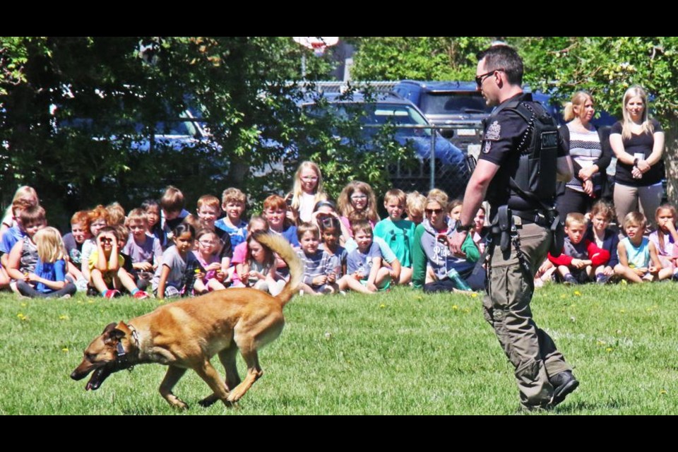 Bruce, a Belgian Malinois, began a search with direction by his handler, Cpl. Taylor Volke, in a demo held in Jubilee Park for the students and staff of Legacy Park school.