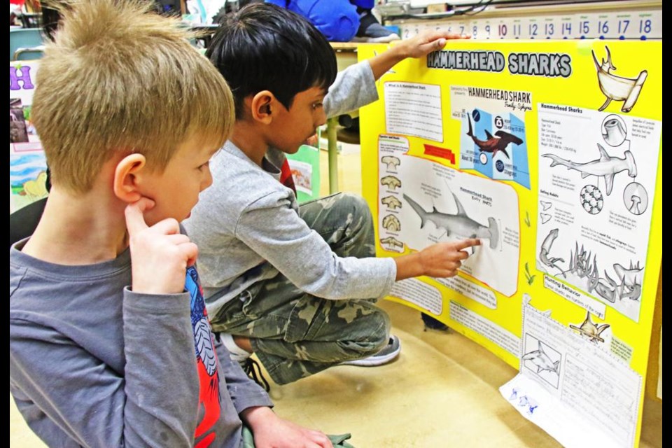 A Grade 2 student explained all about hammerhead sharks to a visiting student from Grade 1, at St. Michael School on Thursday.