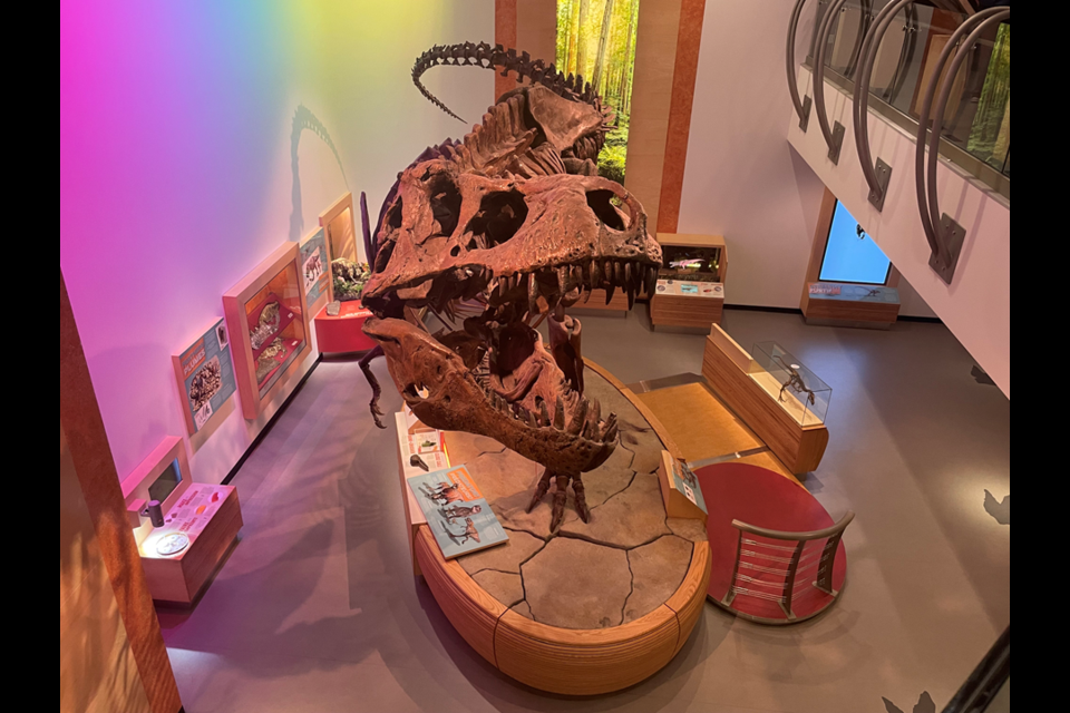 Scotty the T. Rex was unearthed in 1991 in Eastend, Saskatchewan.