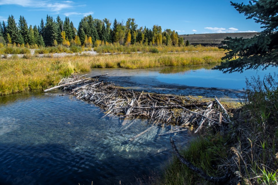 Beaver Dam