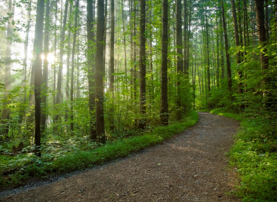 Boreal Forest trail