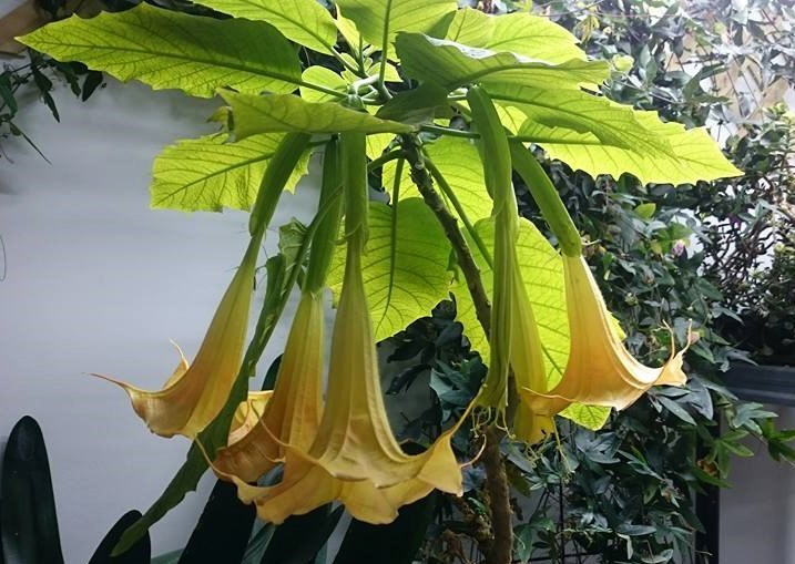 brugmansia1