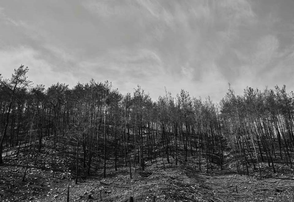 burned-forest