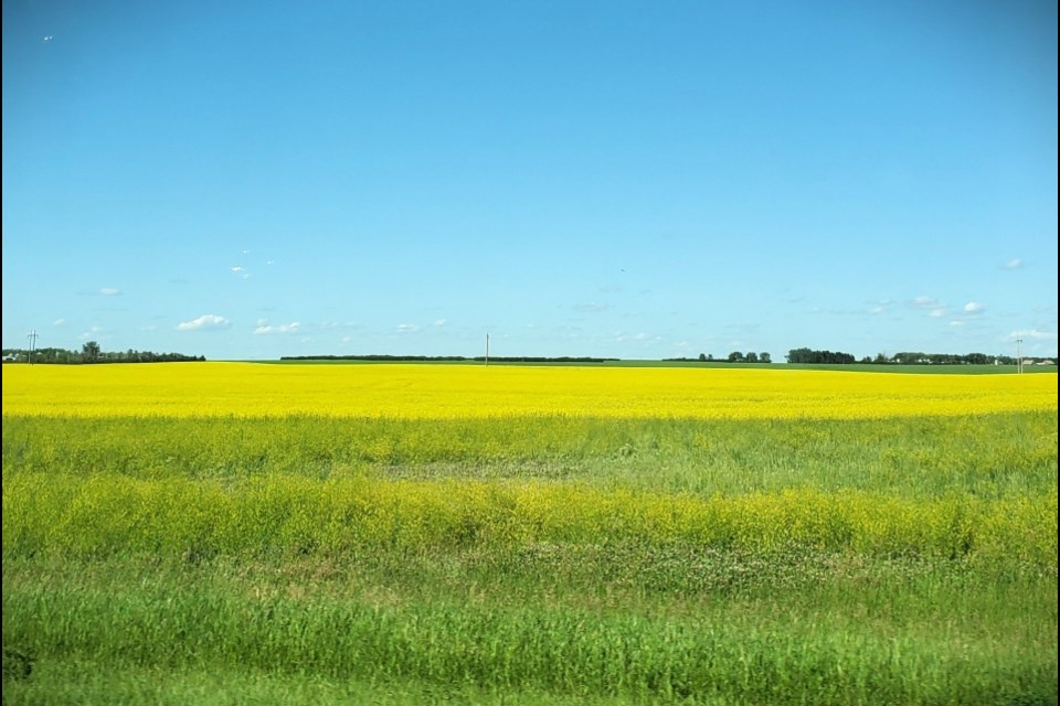 A canola field in southern Saskatchewan.
