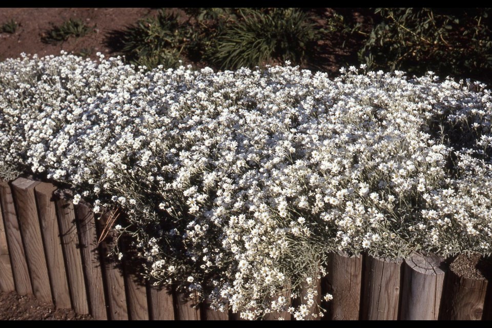 Snow-in-summer is characterized by masses of pure white flowers over low woolly silver foliage.