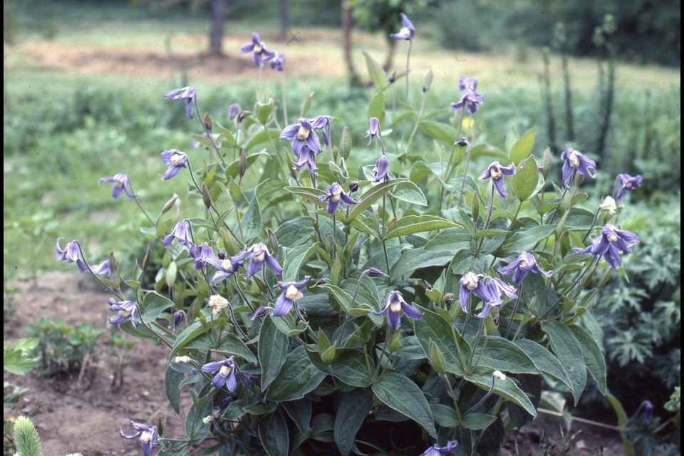 Clematis integrifolia (Hungarian clematis) is about 60 centimetres high with large, blue, nodding, bell- or urn-shaped flowers with white stamens.