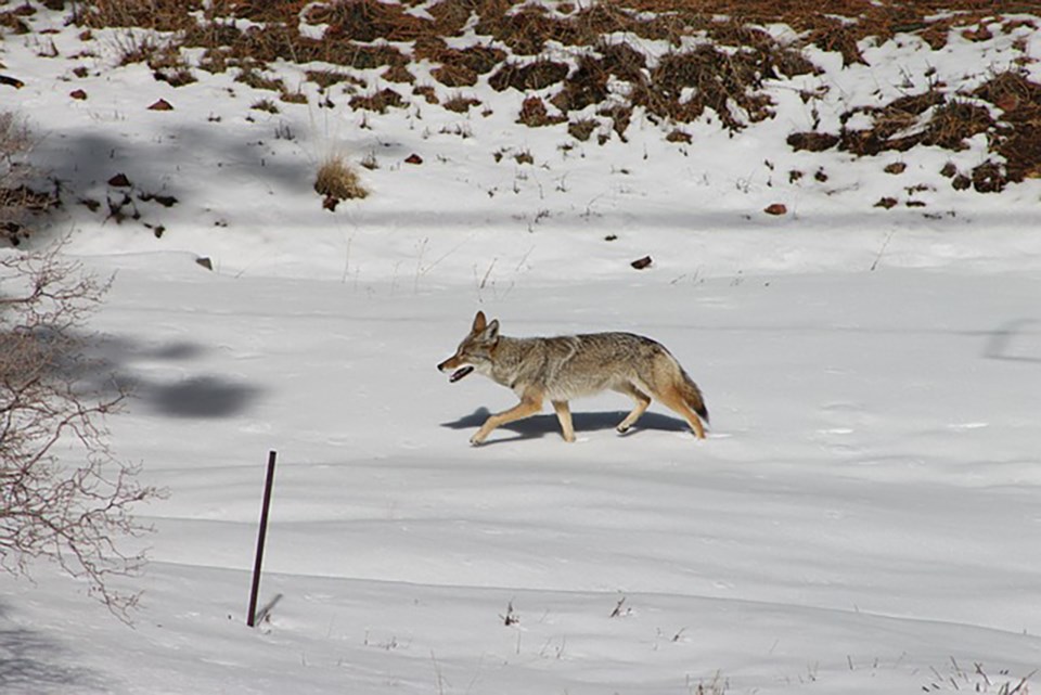 coyote