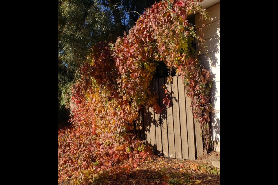 As a vertical garden aspect, Virginia creeper can be effectively used as a garden entrance.