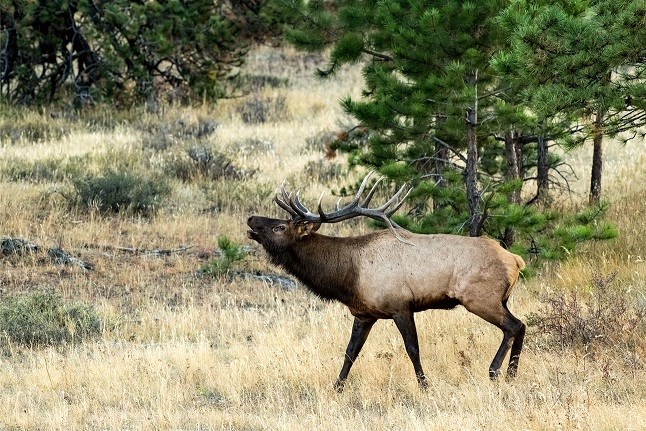 elk0423