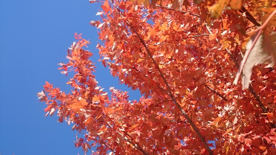 fall maples against blue sky (Large)
