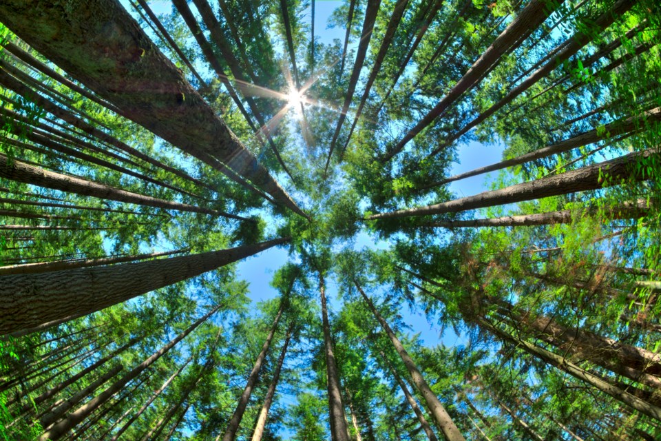 Forest