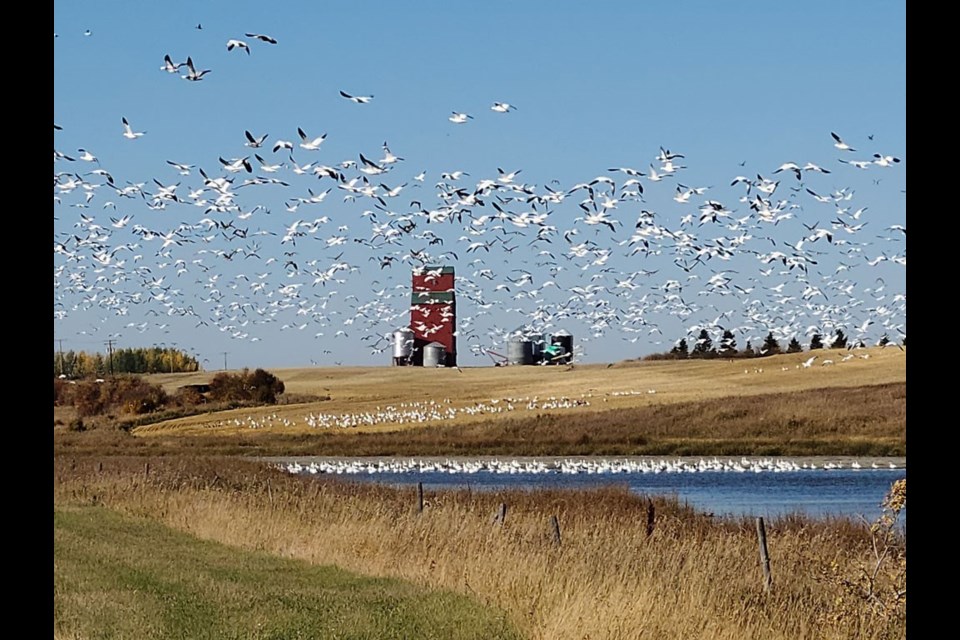 A large flock of geese fly off from this field and pond, along Highway 14 west of Unity.