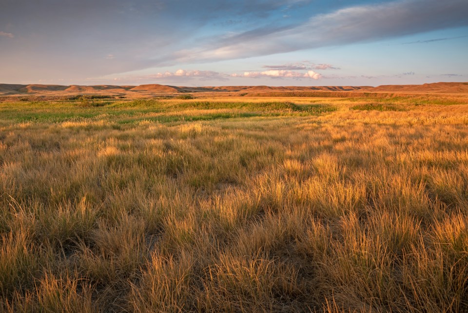 Grassland