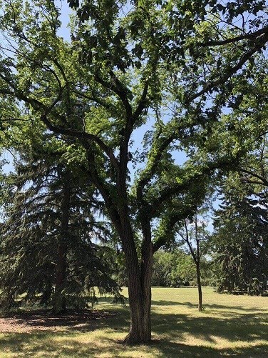 large tree in WC 1 1