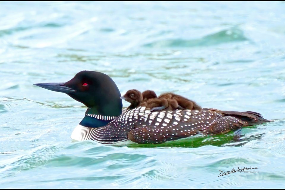 Doug Welykholowa said regarding this photo taken in June,  “What was very unusual about this pair and their chicks was that they showed no concern about us being near them. In fact, they allowed us to approach within 15 feet and made no attempt to swim away. They appeared calm and made no noise, other than a couple of low-level hoots. When we first approached them, there were no signs of the two chicks, but I noticed that the one bird’s wings were bulged up, so I suggested to Mieka and Derek Tomlin and Ron Nimetz, who were accompanying me, that we wait for a bit and see what happens. Shortly afterwards, one chick popped up from beneath one wing, then a second appeared from under the other.” 