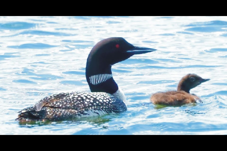 This photo of a loon with three-week old chick was taken at Madge Lake on July 12 by Doug Welykholowa, chair of the YFBTA Loon Initiatives Committee.