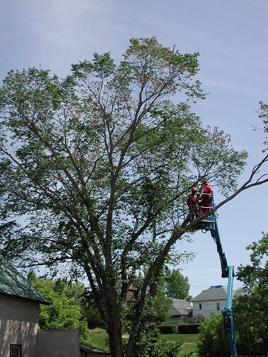 lumsden tree removal