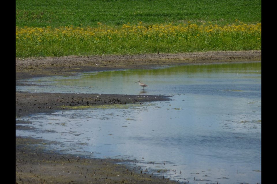 The project will help bring more birds and pollinators back to converted lands. 
