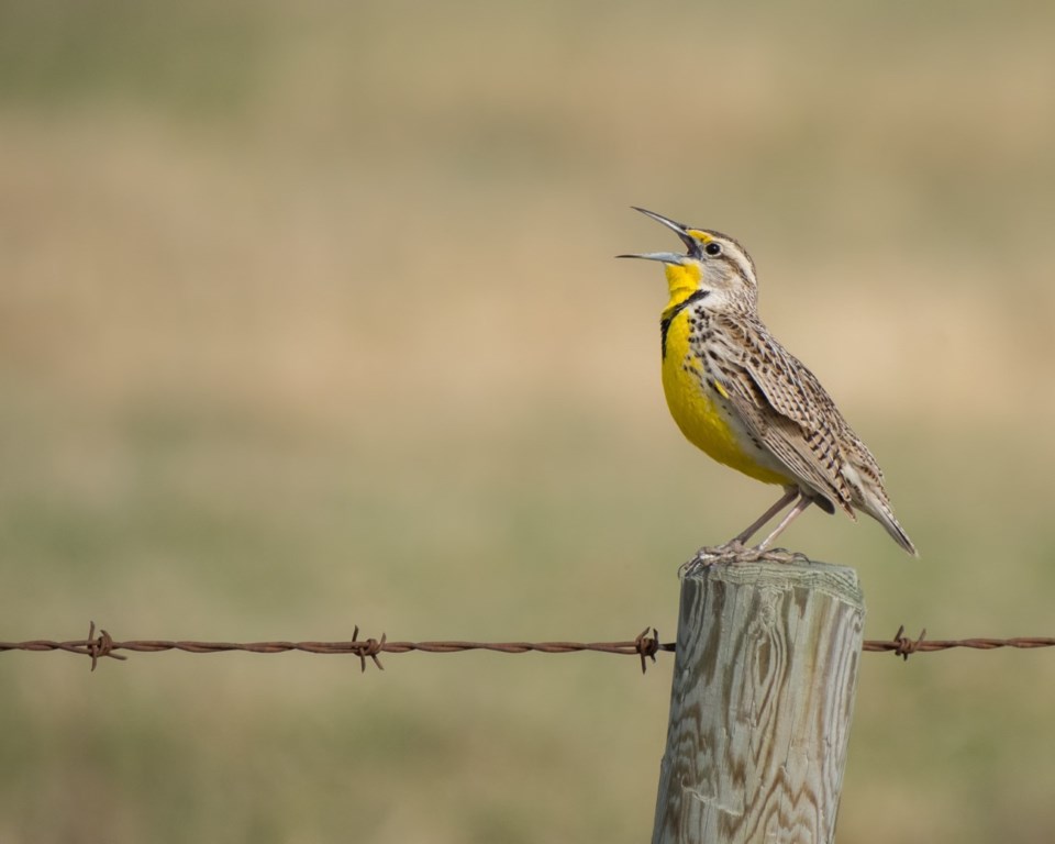 meadowlark0423