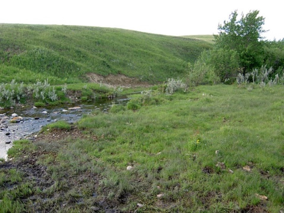 Native Prairie (Medium)