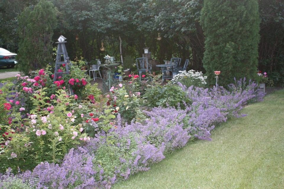 Catmint grown as edging forms an informal mound of small, tubular blue flowers above oval, grey-green leaves.