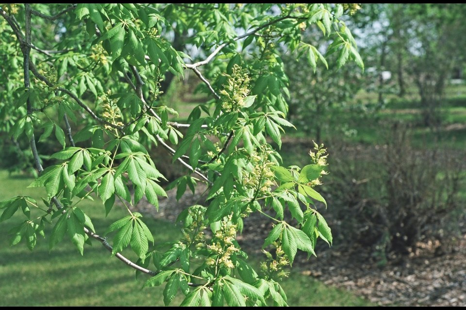 Ohio buckeye showing palmately compound leaves and spring flowers.