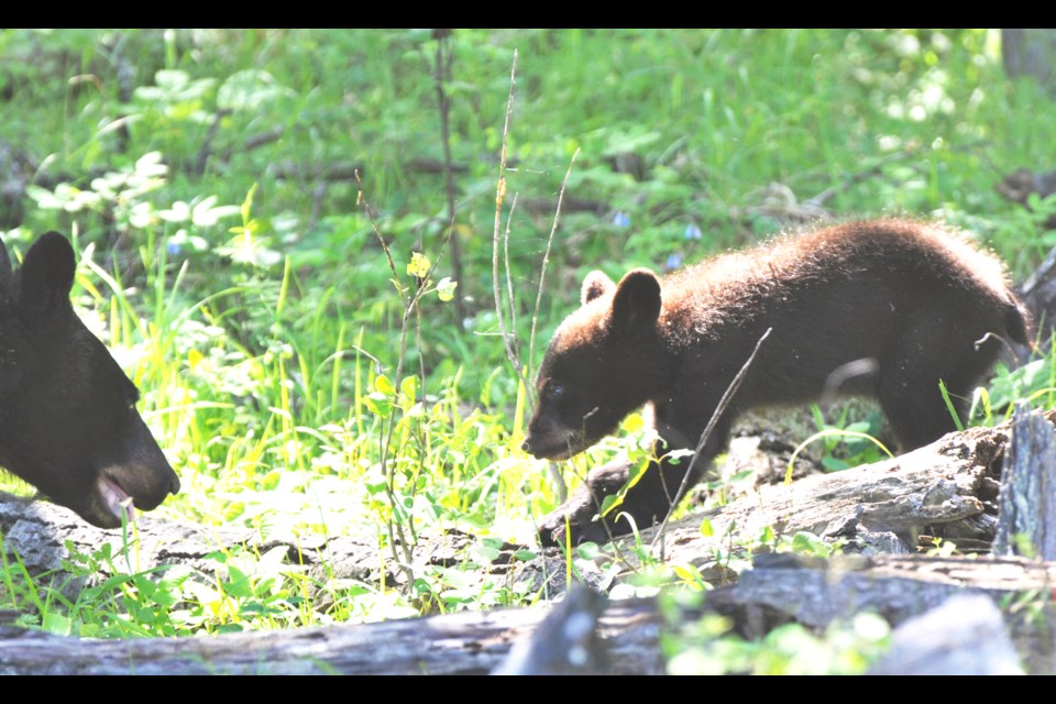 Wildlife encounters are among the experiences offered at the park, including bears with cubs. Officials remind visitors to be aware of their surroundings and keep their distance.