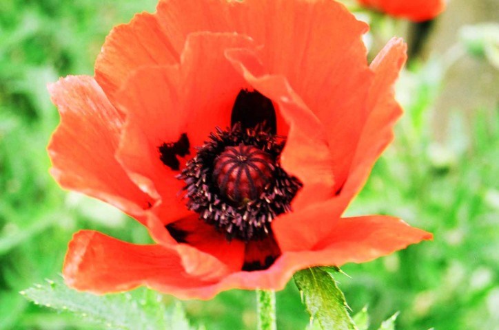 poppy (Small)