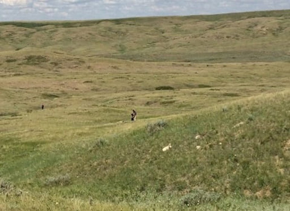 native-grassland