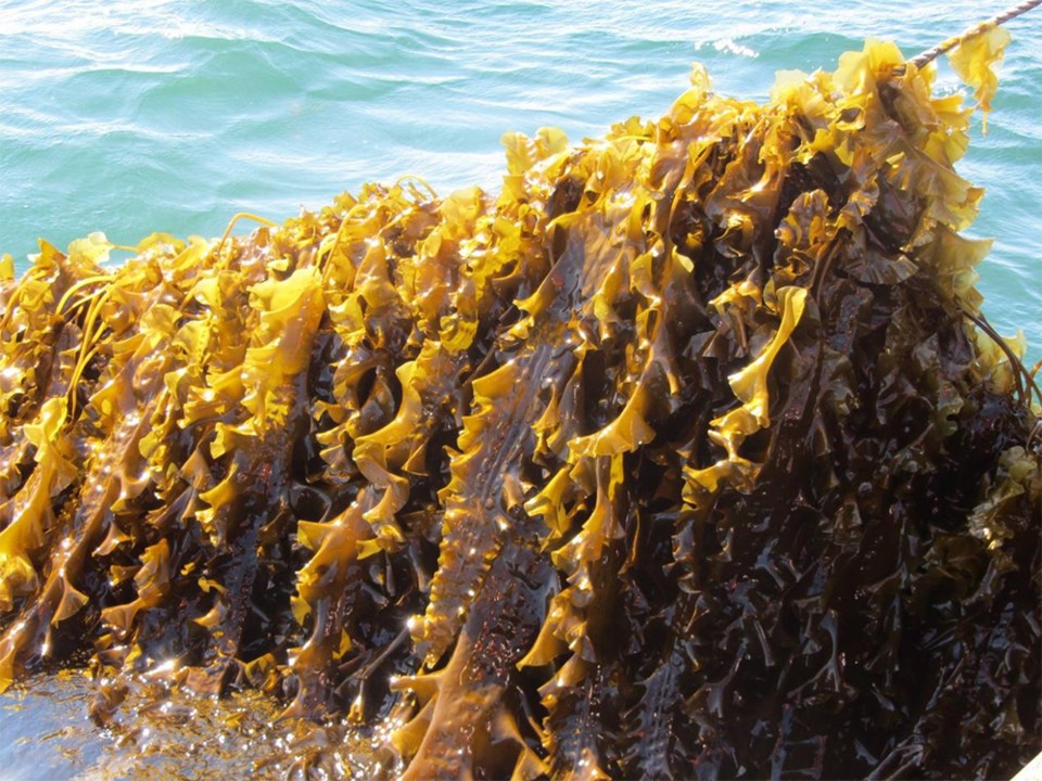 seaweed