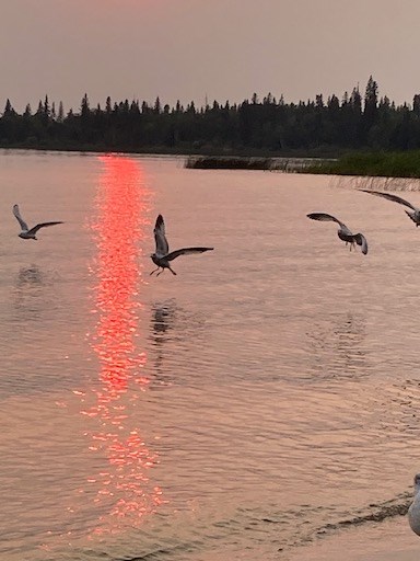 Hazy forest fire smoke drifting through Chitek Lake last week when Environment Canada informed people to stay indoors. The seagulls didn’t seem to mind.