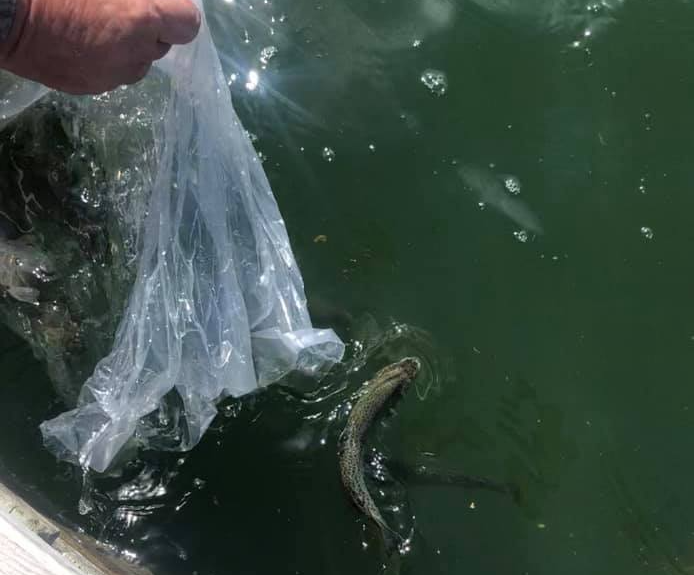 Stocking the Pond with Rainbow Trout(1)