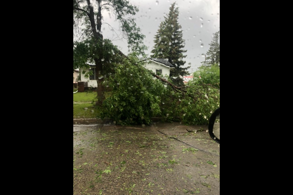 Many large mature trees snapped off like toothpicks throughout Kipling during Sunday’s storm. 