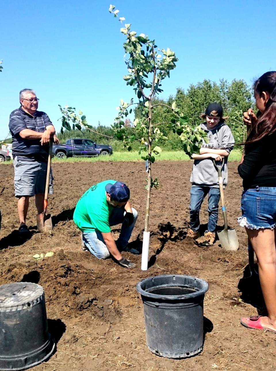 tree planting