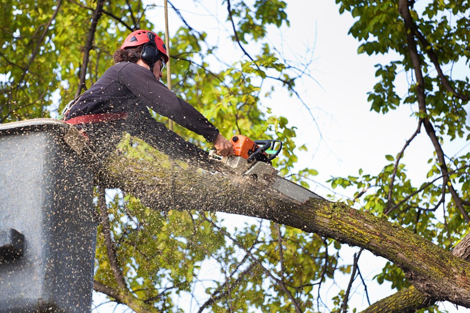 tree trimming chainsaw