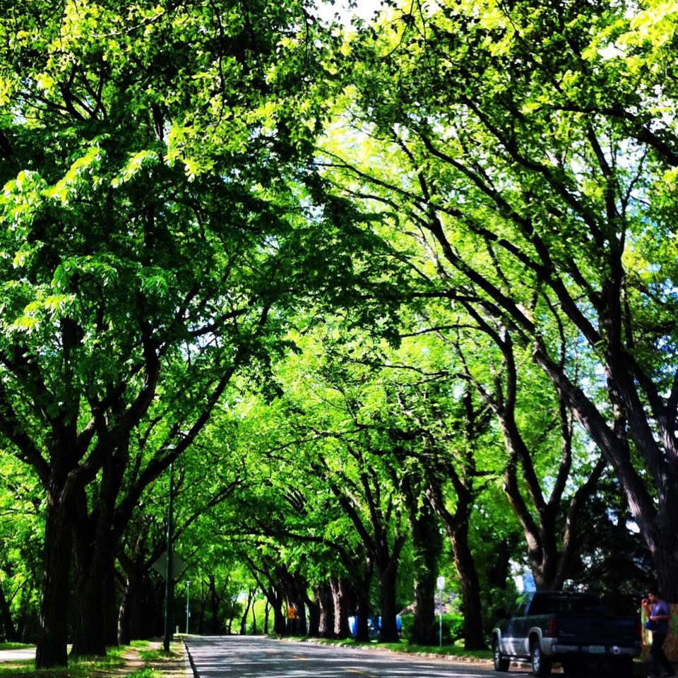 trees on spadina