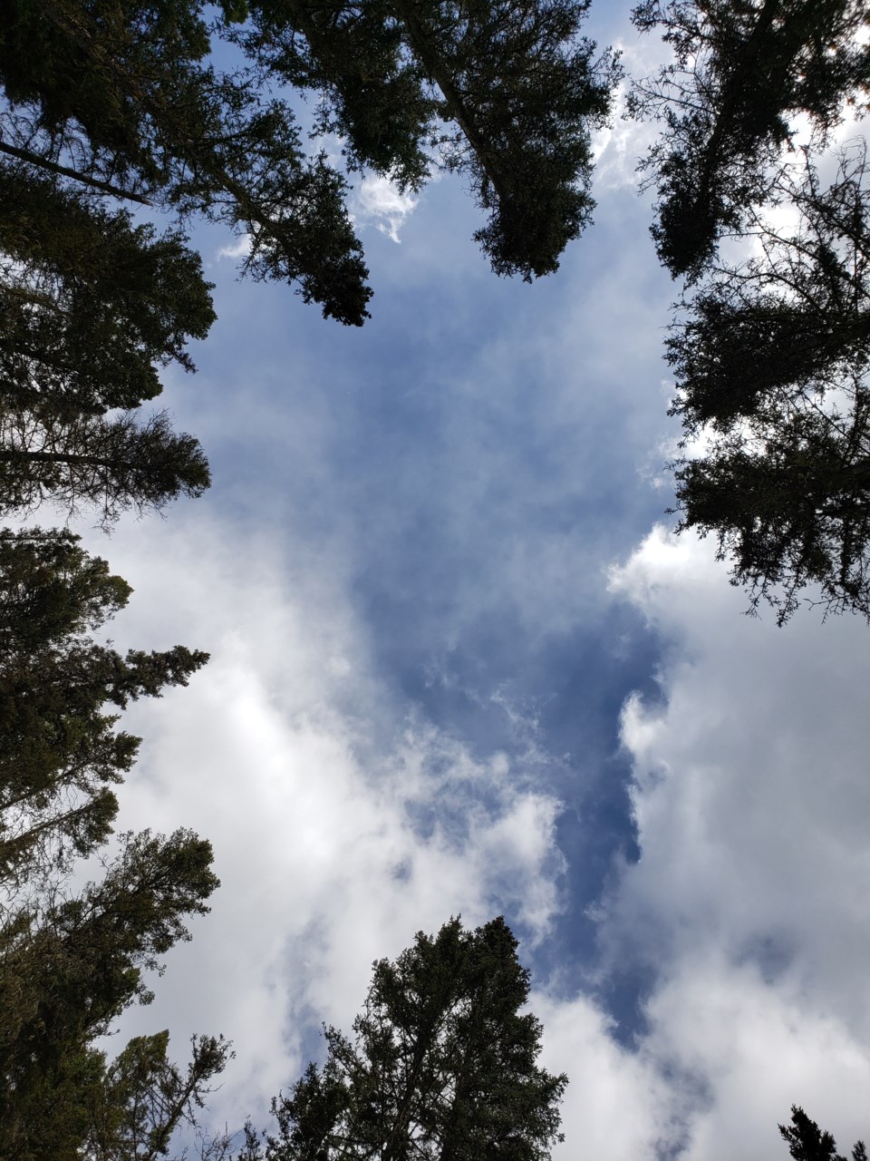 treetops and sky