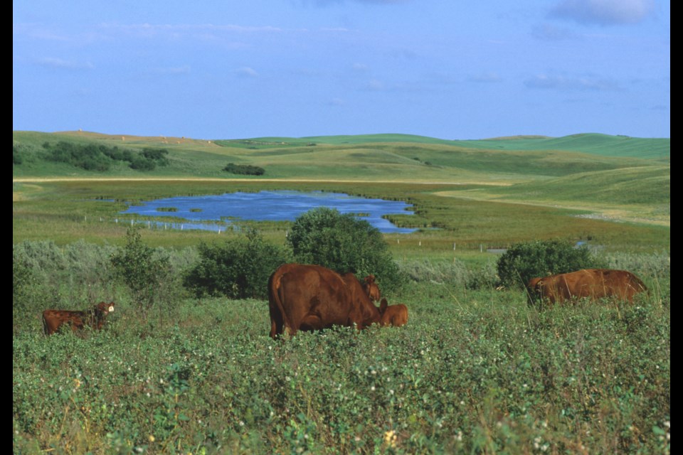 Raising cattle helps preserve wetland ecosystems. Much of the Canadian landscape that is suitable for raising beef cattle is the same land that supports these natural systems.