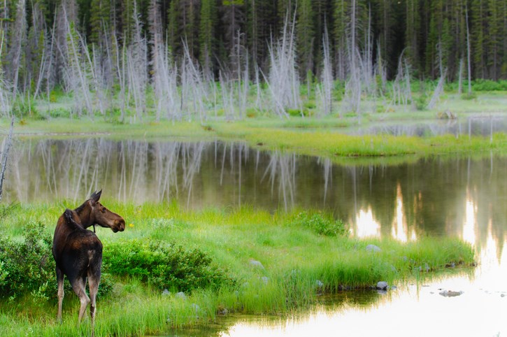 wetlands