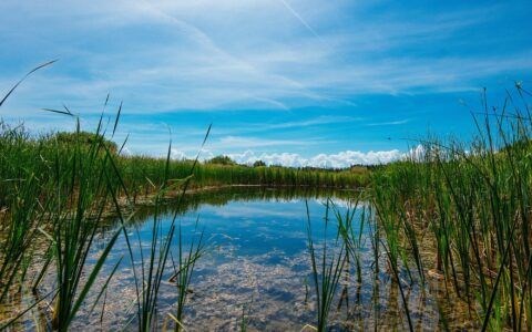 wetlands_result