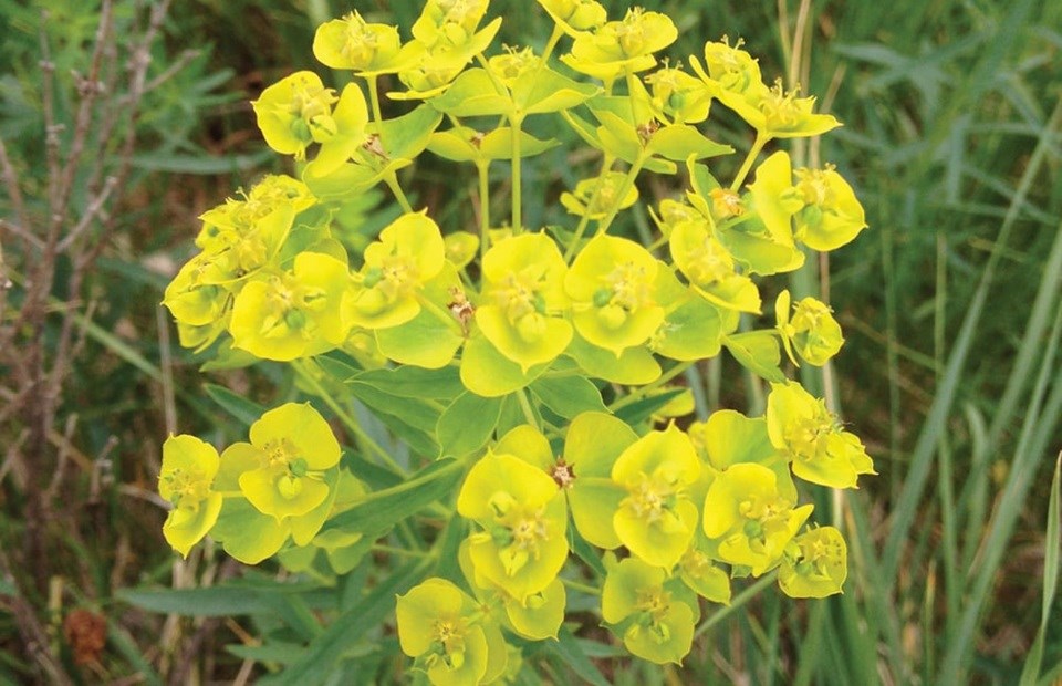 zleafy-spurge-live-plants-2