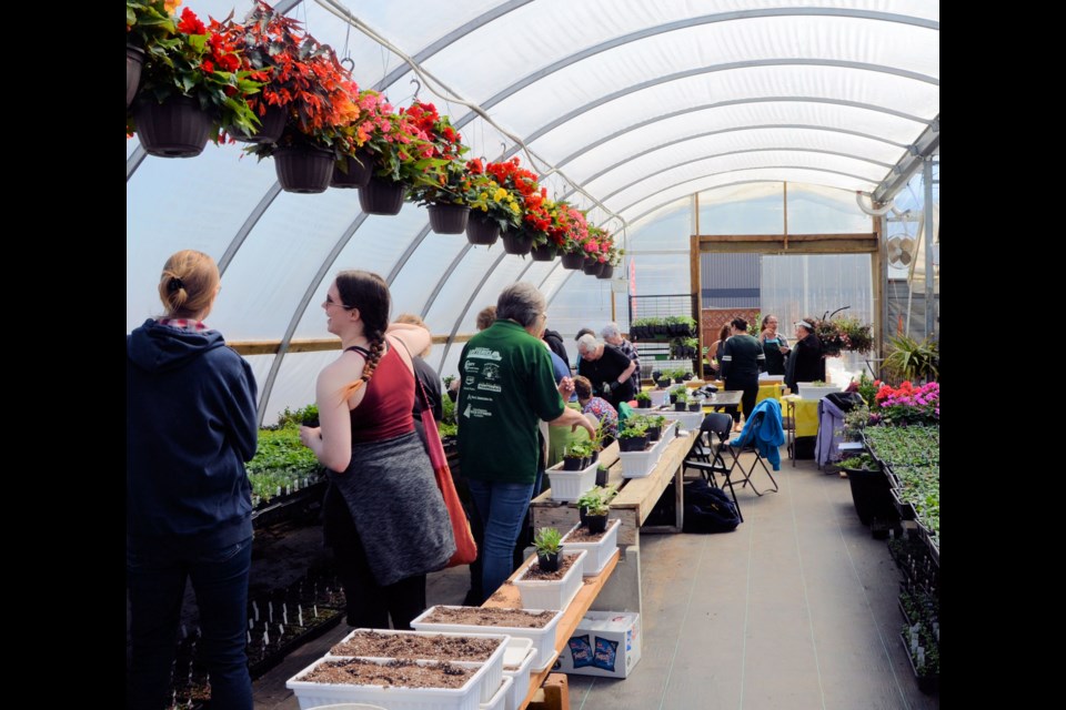 Underneath a row of hanging begonia baskets, participants at a tea and herb workshop, held at Hollyhock’s Greenhouse in Unity April 26, select the herbs they want to take home.
