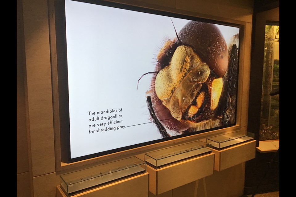 A look at the Take a Closer Look exhibit at the Royal Saskatchewan Museum, focusing all on bugs.