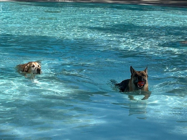 Two of the service dog participants in opening of Dog Day of Summer hosted by the City of Saskatoon at Mayfair Pool Aug. 26.
