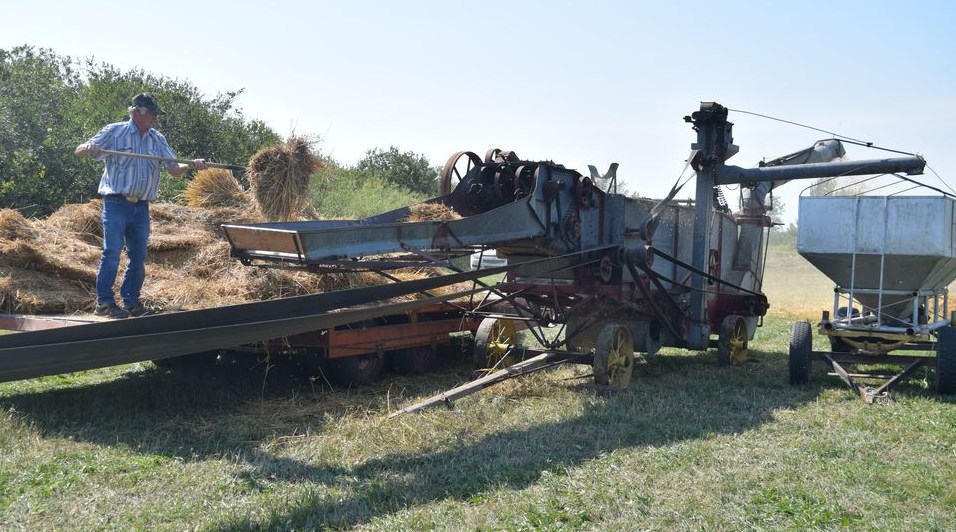 Marcel Mudry of Rama was one of many who took their turns pitching sheaves of oats into the McCormick-Deering threshing machine at the PALS Draft Horse Field Days in Rama on Sept. 4. Other activities viewed by spectators included: haying, field work and a driving competition. 