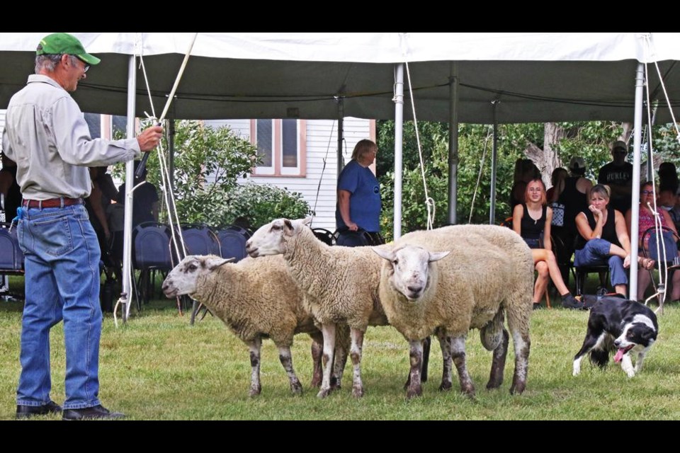 Russ Roome of Weyburn used hand signals to tell his dog Jill what he wanted her to do in keeping these sheep together, in a demo at Heritage Village Days on Friday evening.